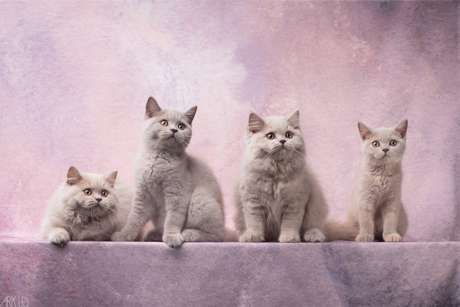 Photographie de 4 chatons Scottish et Highland straight de couleur fawn, lilas et tortie sur un fond de studio rose poudré