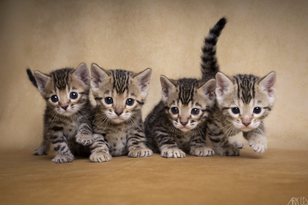 Photographie de 4 adorables chatons d'un mois de race Bengal, tous brown tabby sur un fond de studio doré