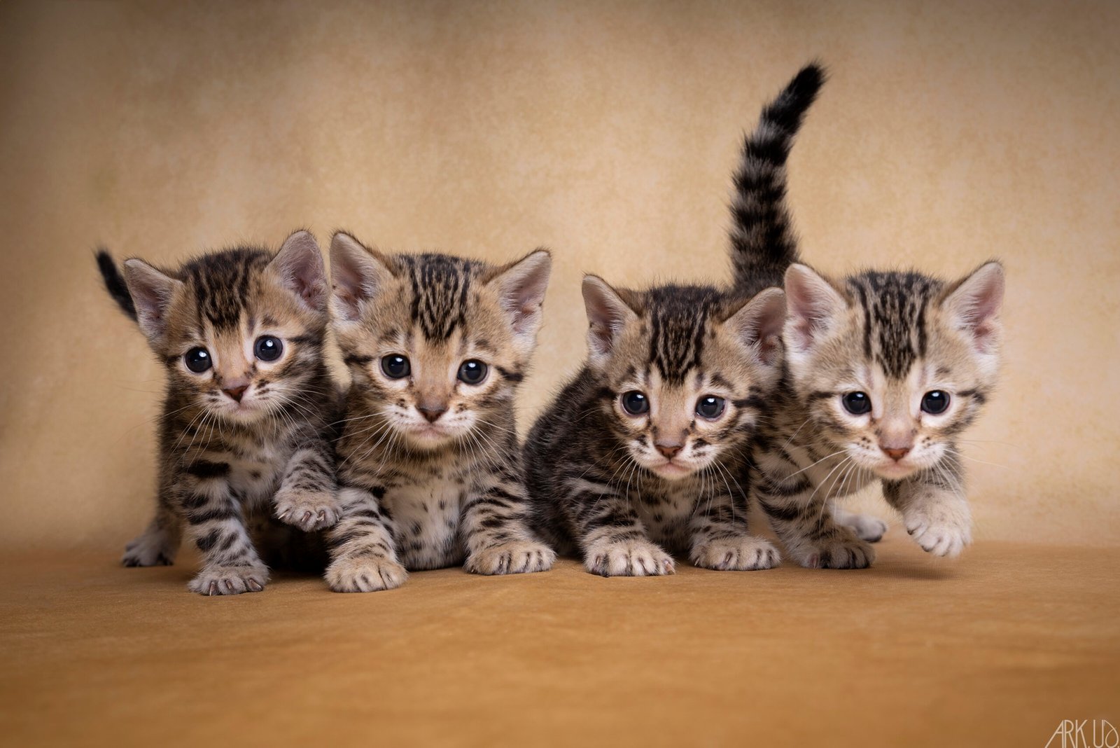 Photographie de 4 adorables chatons d'un mois de race Bengal, tous brown tabby sur un fond de studio doré