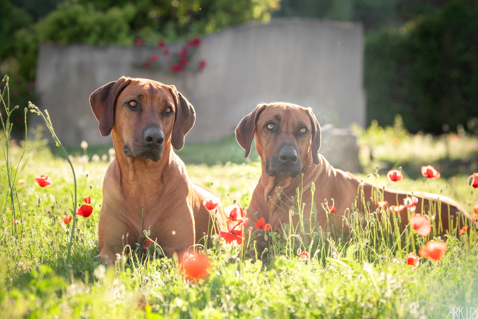 Deux Rhodesian Ridgeback allongés dans l'herbe avec des coquelicots au soleil