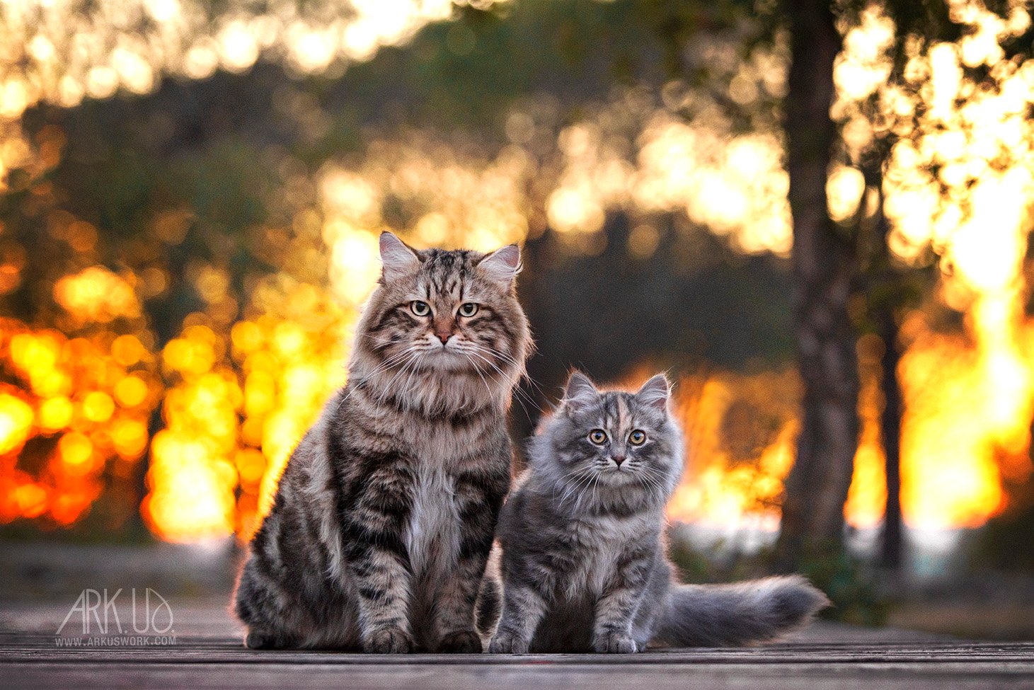 Duo de deux chats Sibériens, un tabby brown et une blue tortie chaton au soleil couchant sur un ponton en bois, les arbres en arrière plan