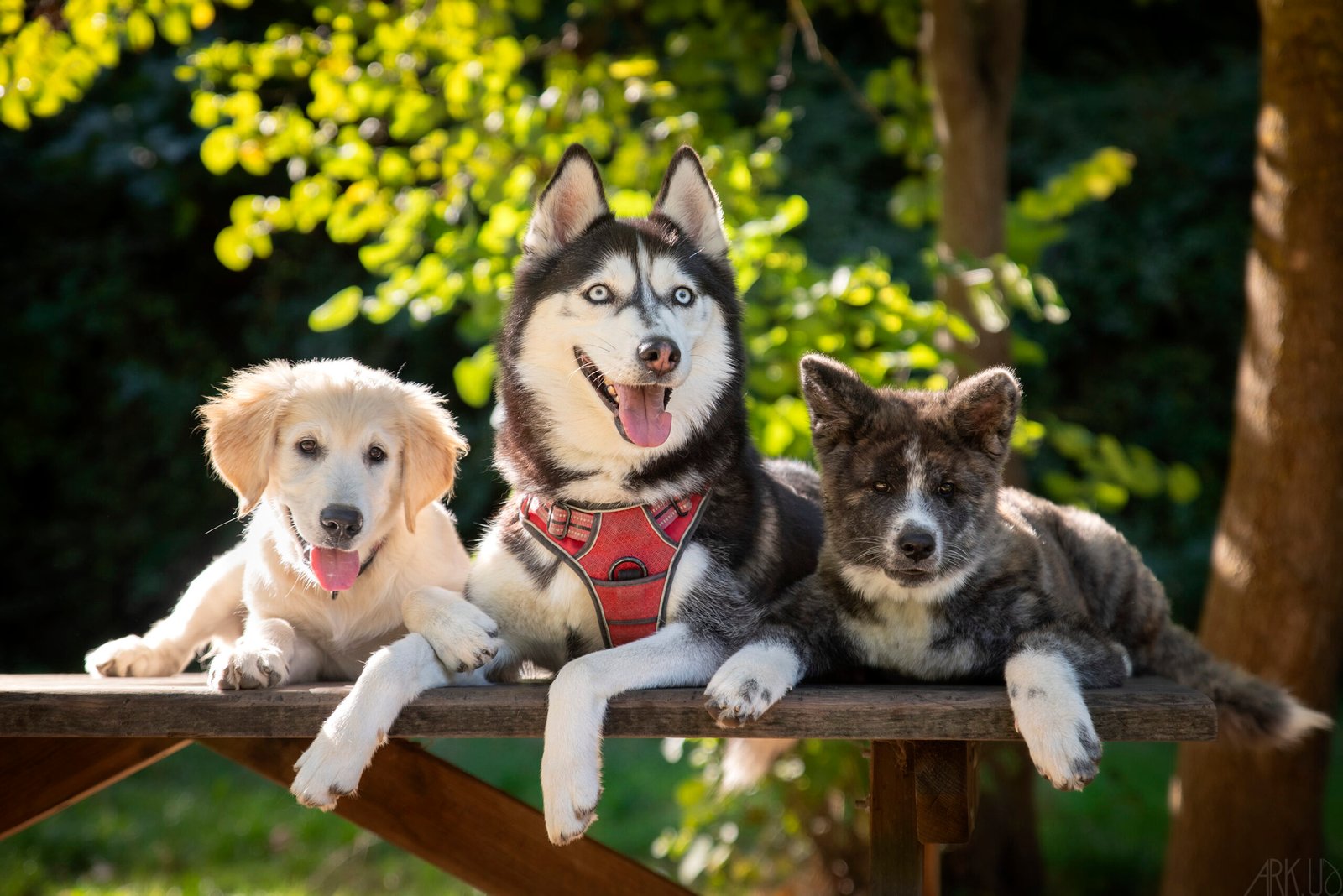 Trio de 3 jeunes chiens sur une table de pique nique dans la forêt, un Golden Retriever, un Husky et un Akita Inu