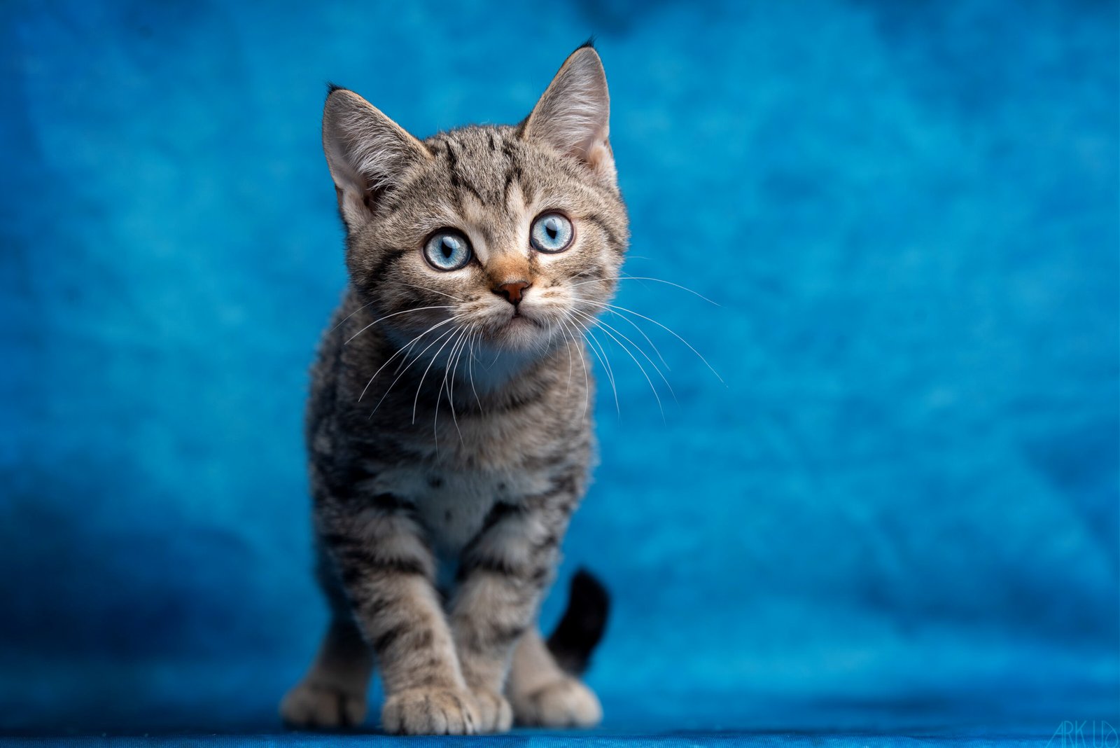 Chaton Altaï tigré aux yeux bleus sur un fond de studio bleu