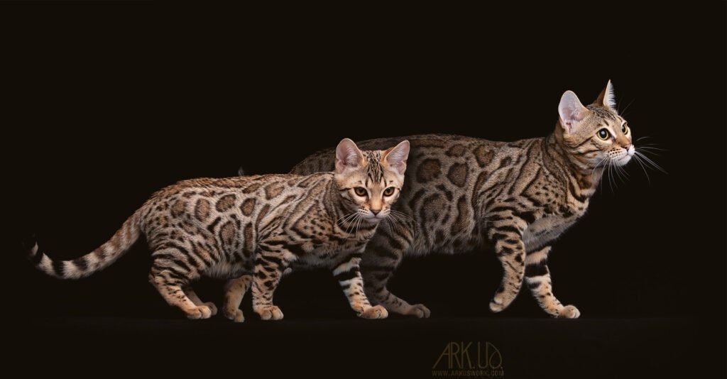 Evolution de chaton à chat adulte pour une Bengal en séance photo studio sur Cavaillon Vaucluse