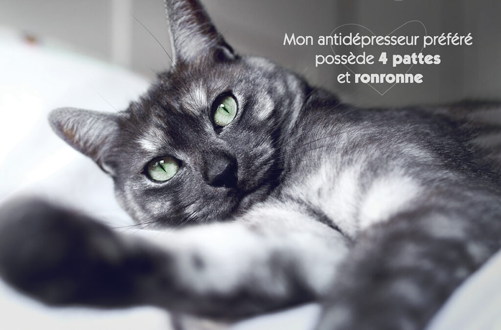 Chat gris black smoke aux yeux verts allongé sur le lit