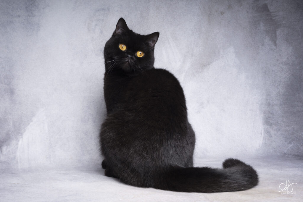 Chat noir British Shorthair aux yeux or sur fond gris, de dos la queue vers nous