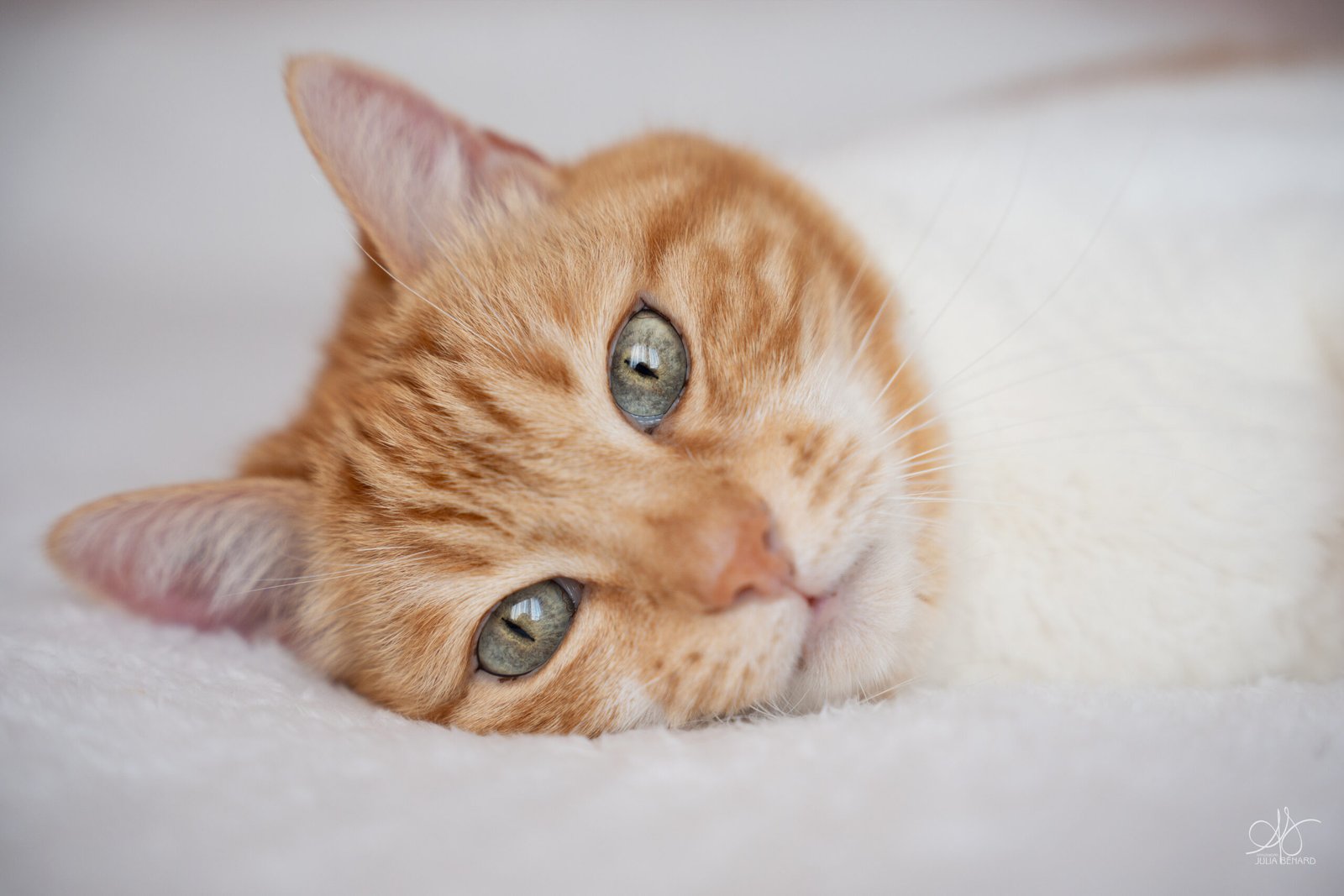 Portrait serré d'un chat roux et blanc aux yeux verts sur un lit