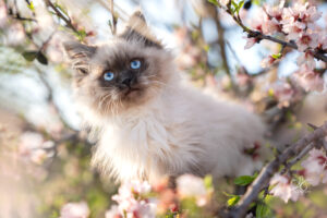 Chaton masque foncé yeux bleus dans un arbre en fleurs cerisier