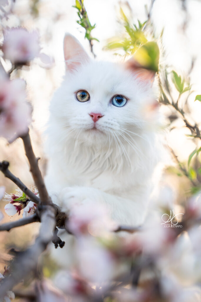 Chat blanc aux yeux vairons dans un amandier