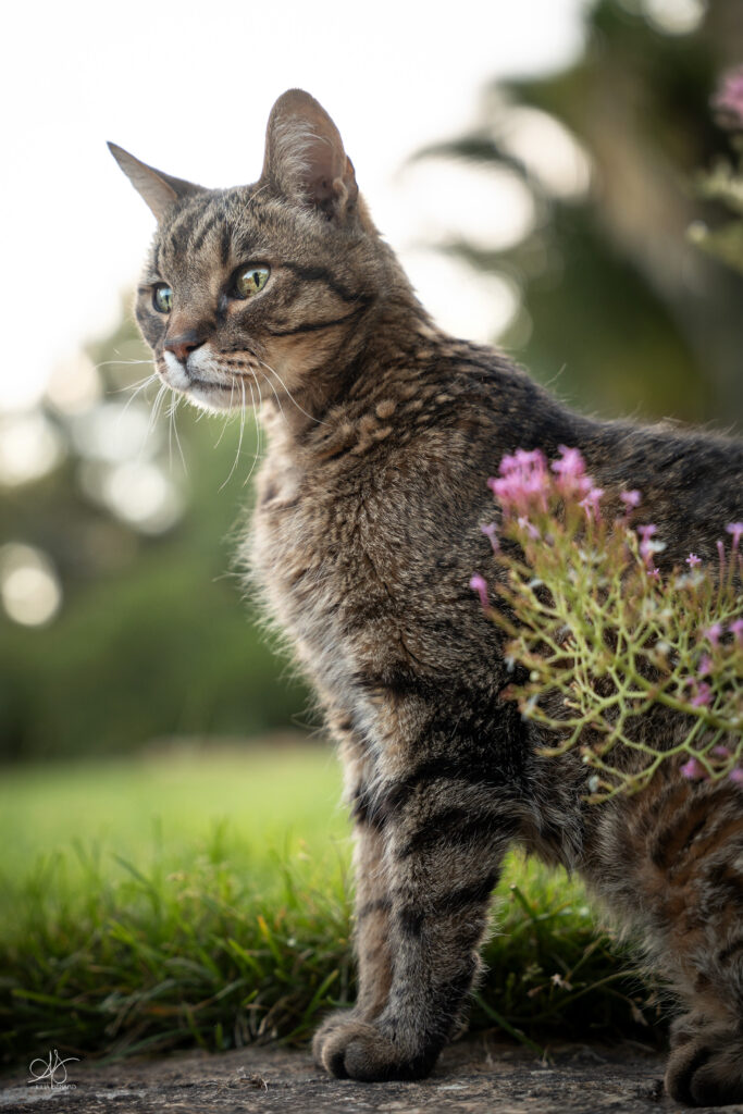 Portrait de Yougi, chat tigré âgé de 17 ans et demi, dans un jardin