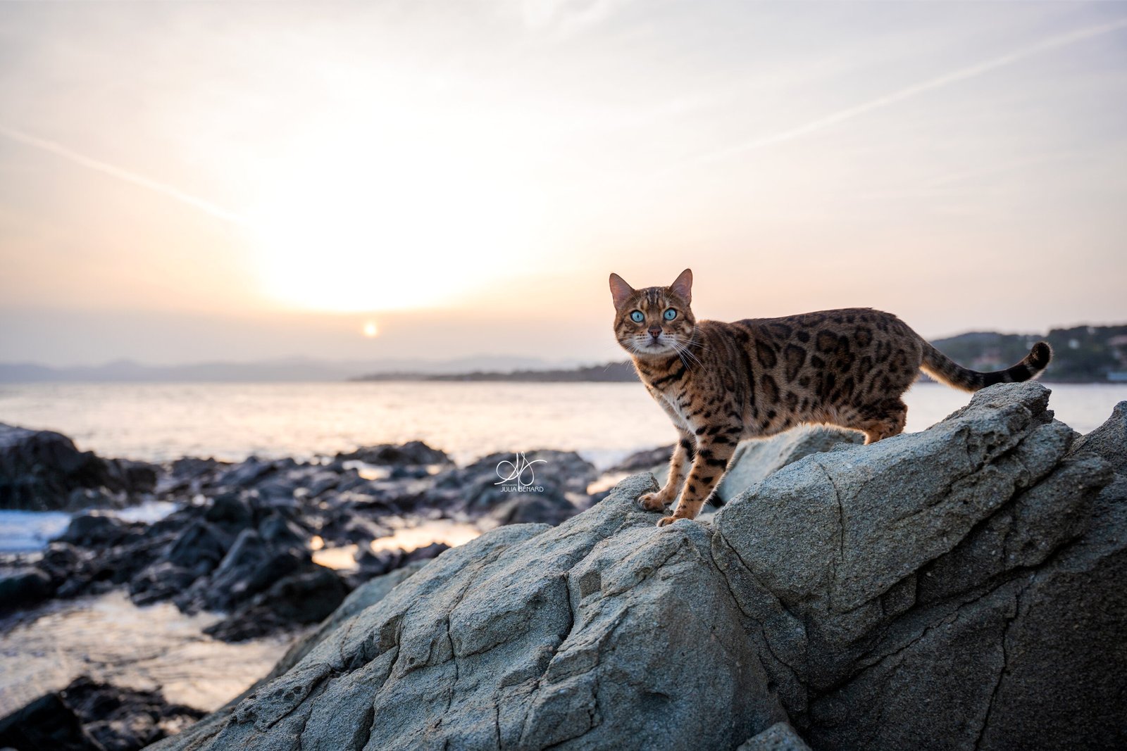 Chat Bengal brown rosettes sur un rocher en bord de mer au coucher du soleil