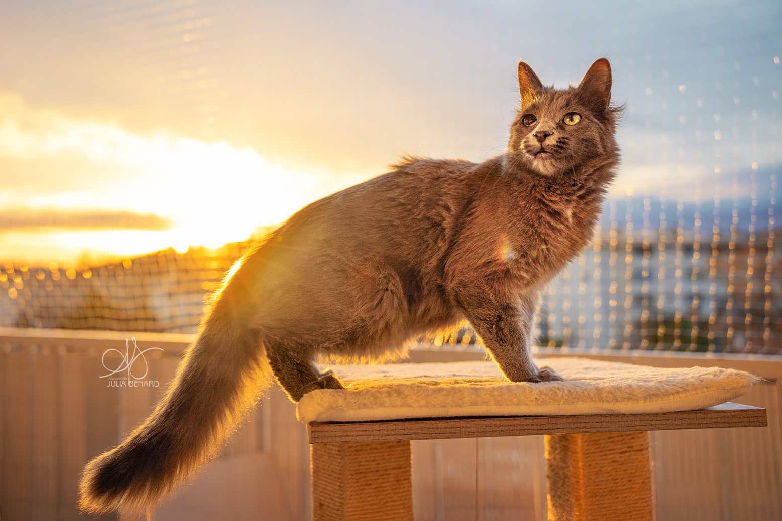 chat sur un arbre à chat à la lueur dorée du soleil couchant, elle regarde vers la gauche