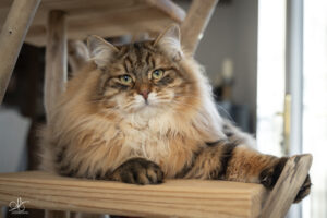 Beau chat aux yeux verts et au poil mi-long de couleur brown sunshine sur son abre à chat en bois flotté