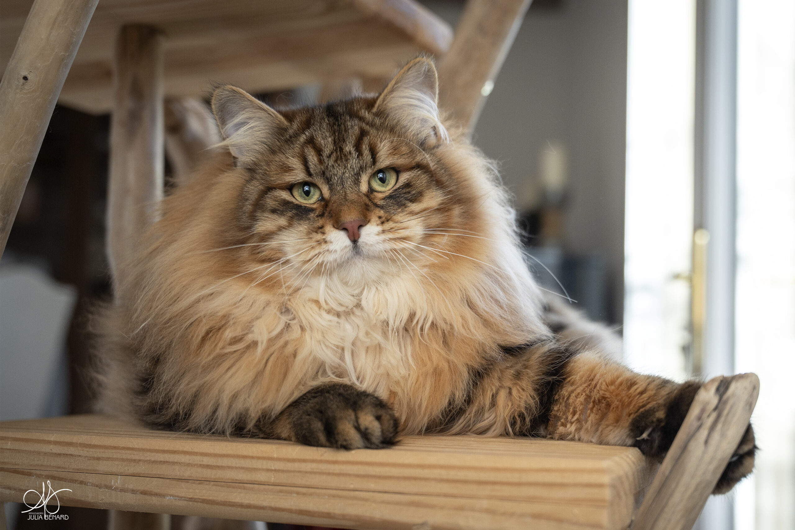 Beau chat aux yeux verts et au poil mi-long de couleur brown sunshine sur son abre à chat en bois flotté