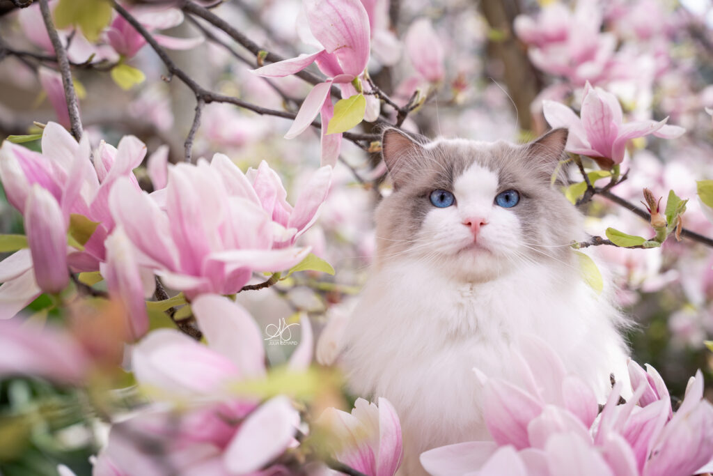 Chat de race Ragdoll bleu bicolore aux yeux bleus dans un magnolia en fleurs