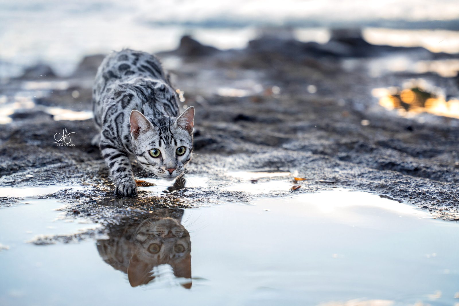 Chat Bengal silver au bord de l'eau avec son reflet dans l'eau