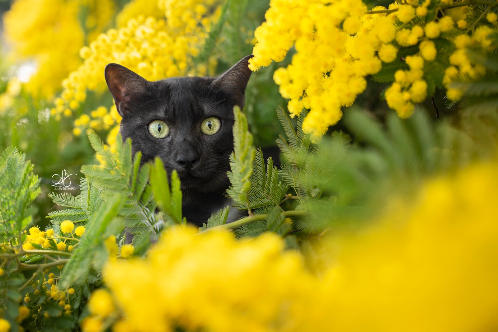 Chat noir de race mau egyptien caché dans les feuilles et fleurs de mimosas en gros plan