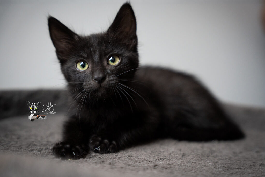 chatonne noire aux grands yeux sur un arbre à chats