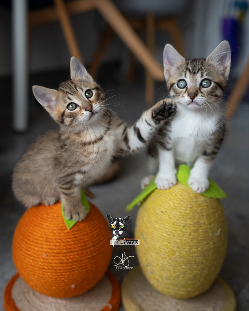 chatons tigrés sur un griffoir orange et un griffoir en forme de citron