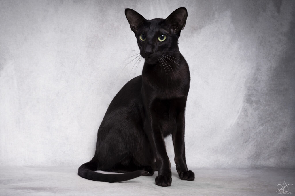 chat noir Oriental yeux verts sur un fond gris clair