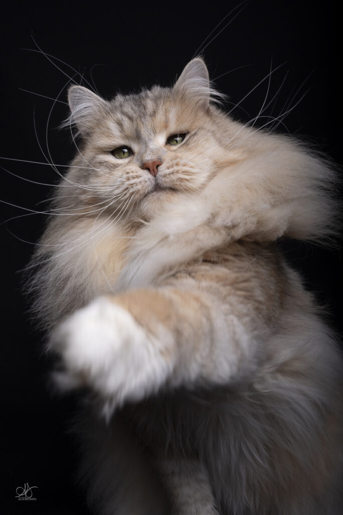 portrait d'un chat bi métallique sur fond noir qui joue