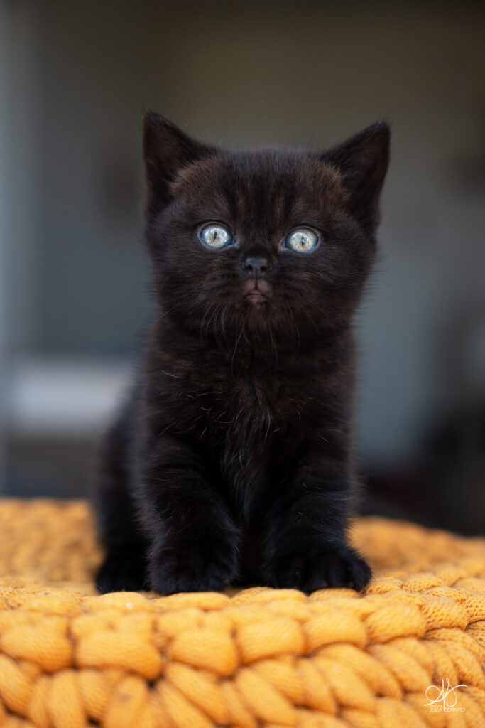 chaton noir british shorthair sur coussin jaune moutarde