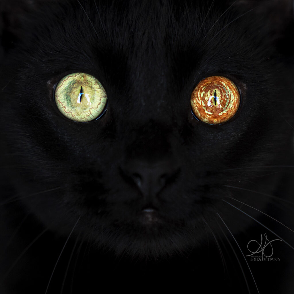 yeux de chat noir de couleur différentes