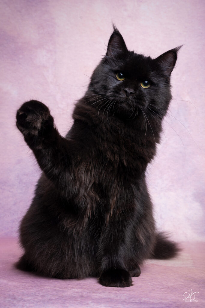 chat noir poils mi longs qui joue en levant la patte sur un fond rose