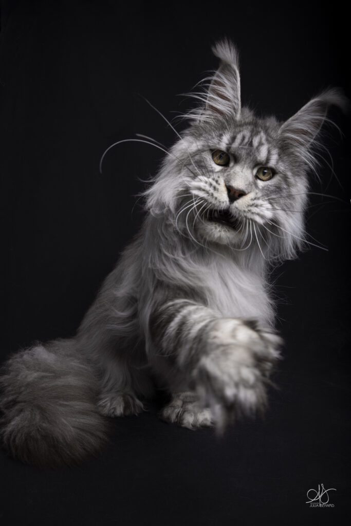 chat maine coon qui joue avec la gueule ouverte sur fond noir
