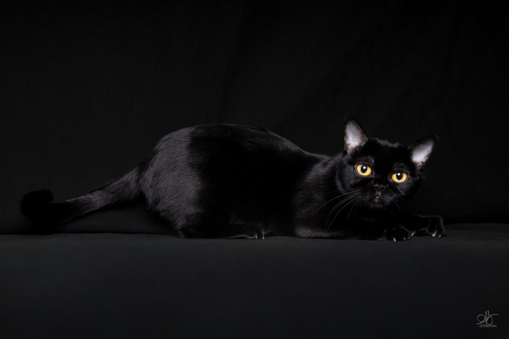 Chat de race Bombay noir au yeux jaunes sur un fond noir