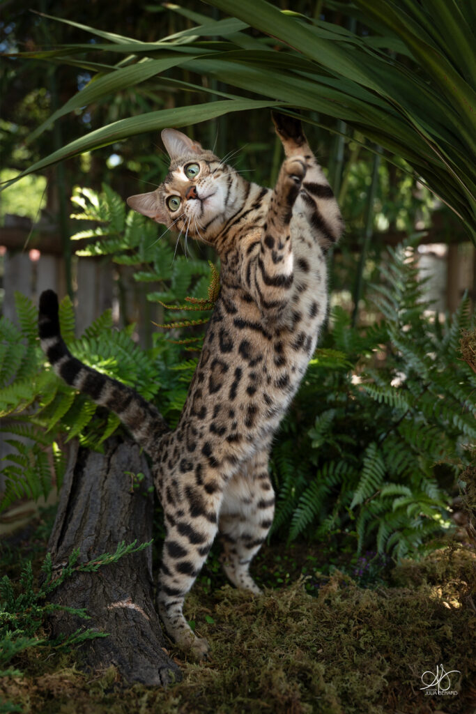 chat Bengal dans des fougères qui saute