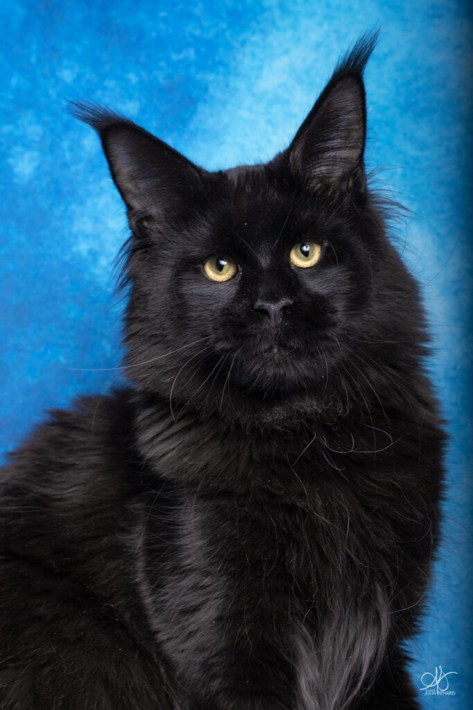 portrait d'un chat maine coon noir sur fonc bleu