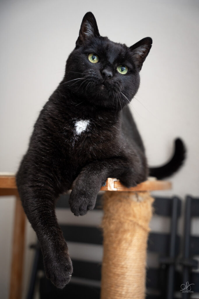 chat noir poitrail blanc sur un arbre à chats