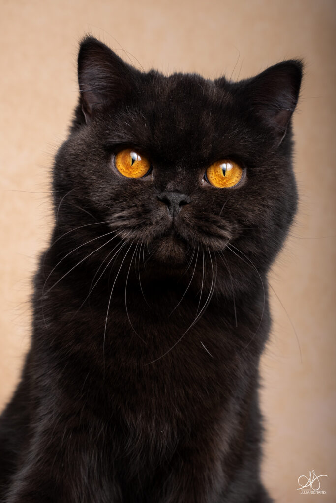 portrait d'un chat british shorthair noir aux yeux ocres