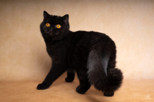 portrait d'un chat british shorthair noir aux yeux ocres