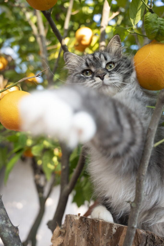 Chat sibérien gris et blanc qui lance la patte en avant dans un oranger