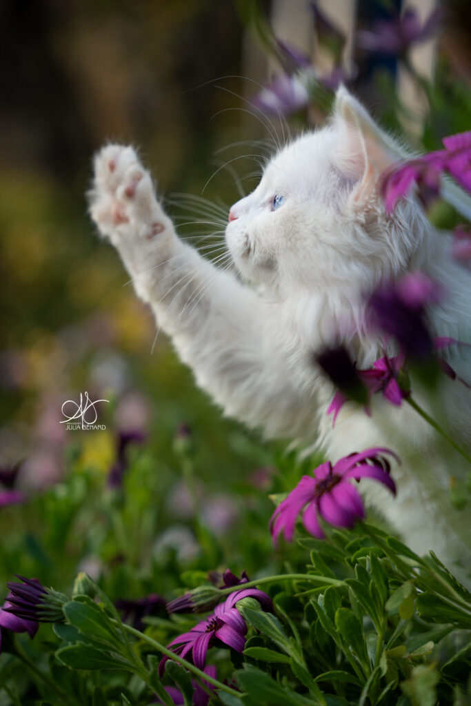 chaton blanc de profil qui tend la patte au milieu de fleurs