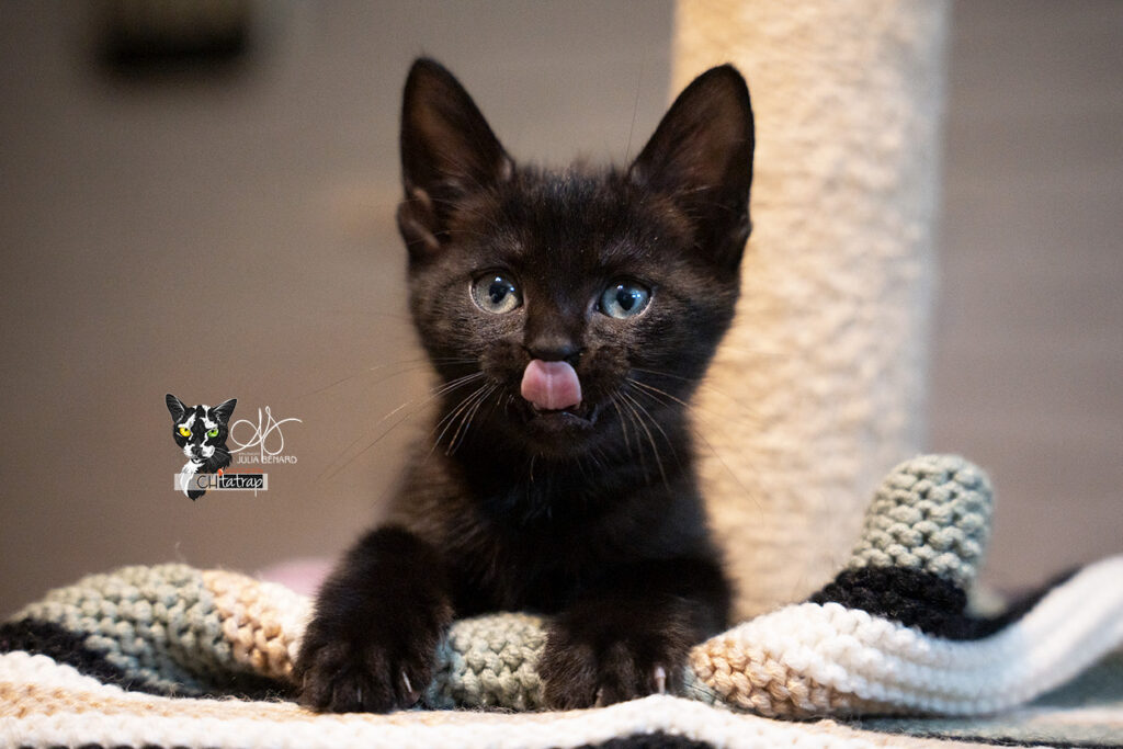 Chaton noir qui tire la langue sur une couverture tricotée et un arbre à chat