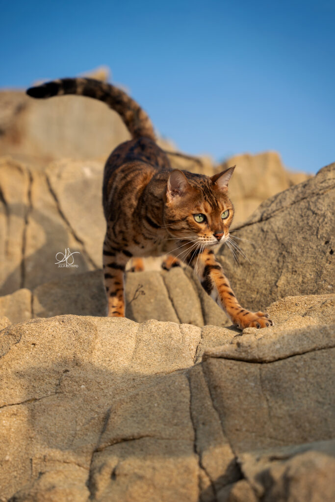 chat Bengal brown au soleil qui descend un rocher