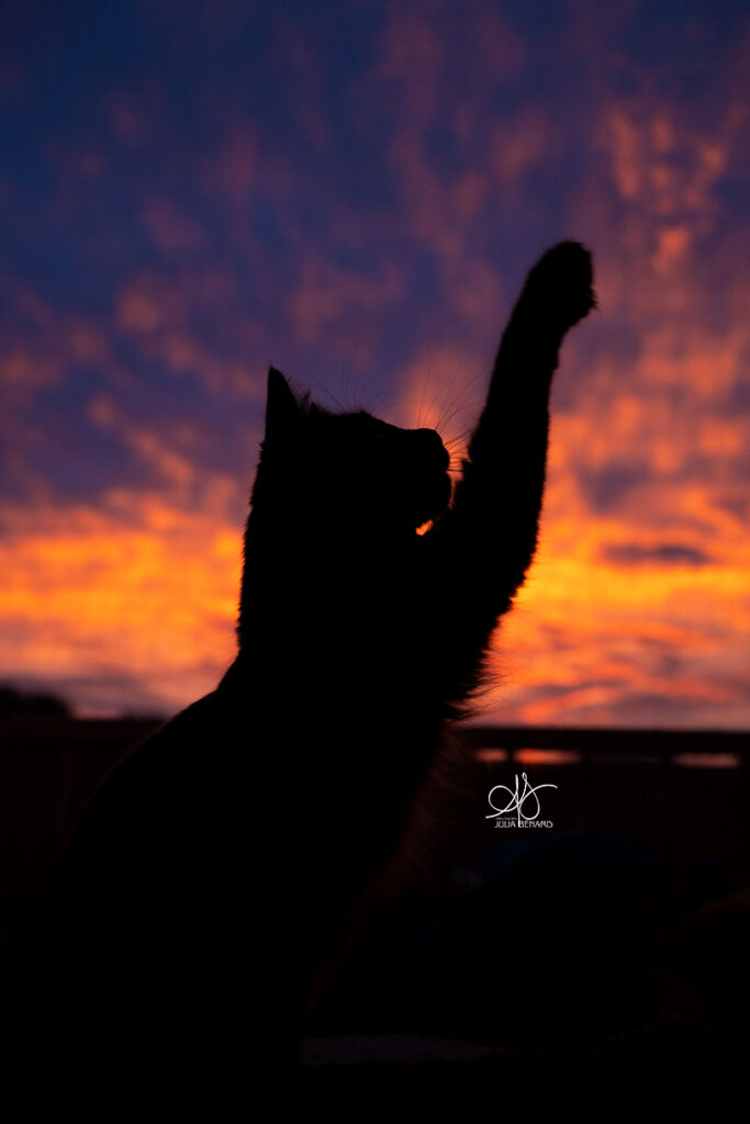ombre d'un chat de profil qui joue devant un ciel au soleil couchant