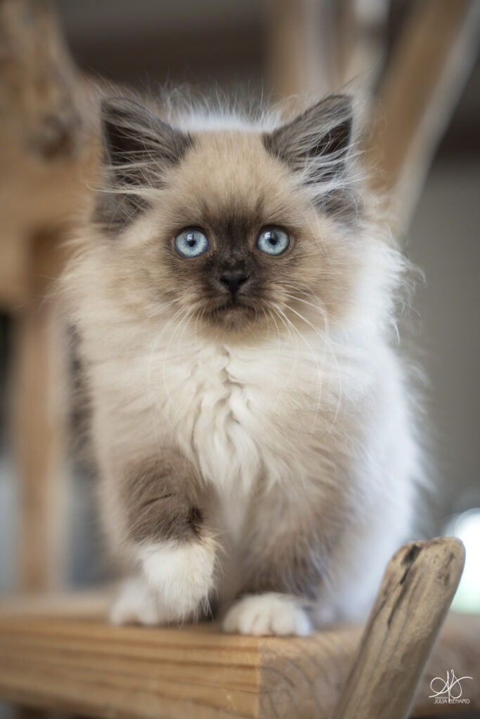 chaton yeux bleu seal smoke poilt sur arbre à chat