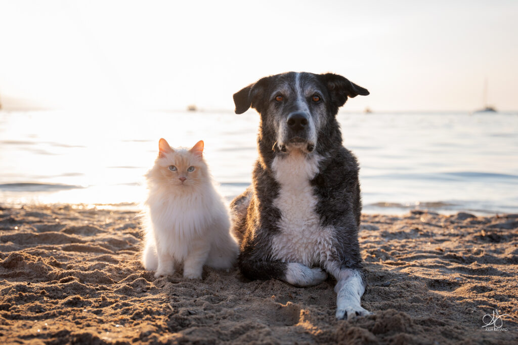 un chat type Ragdoll et un chien croisé corsinu seniors sur le sable au bord de la merau soleil levant
