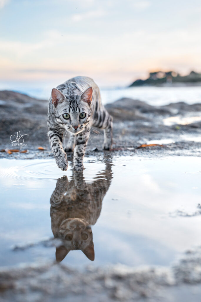 Chat Bengal silver au bord de l'eau avec son reflet dans l'eau