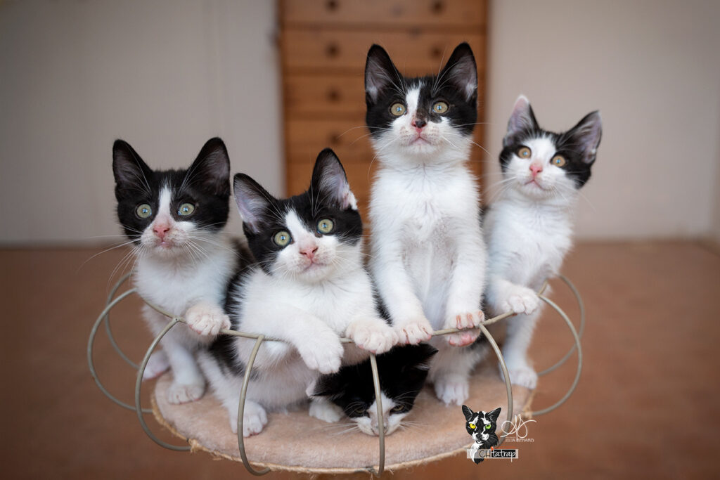 5 chatons noir et blanc sur un arbre à chat le regard vers un jouet