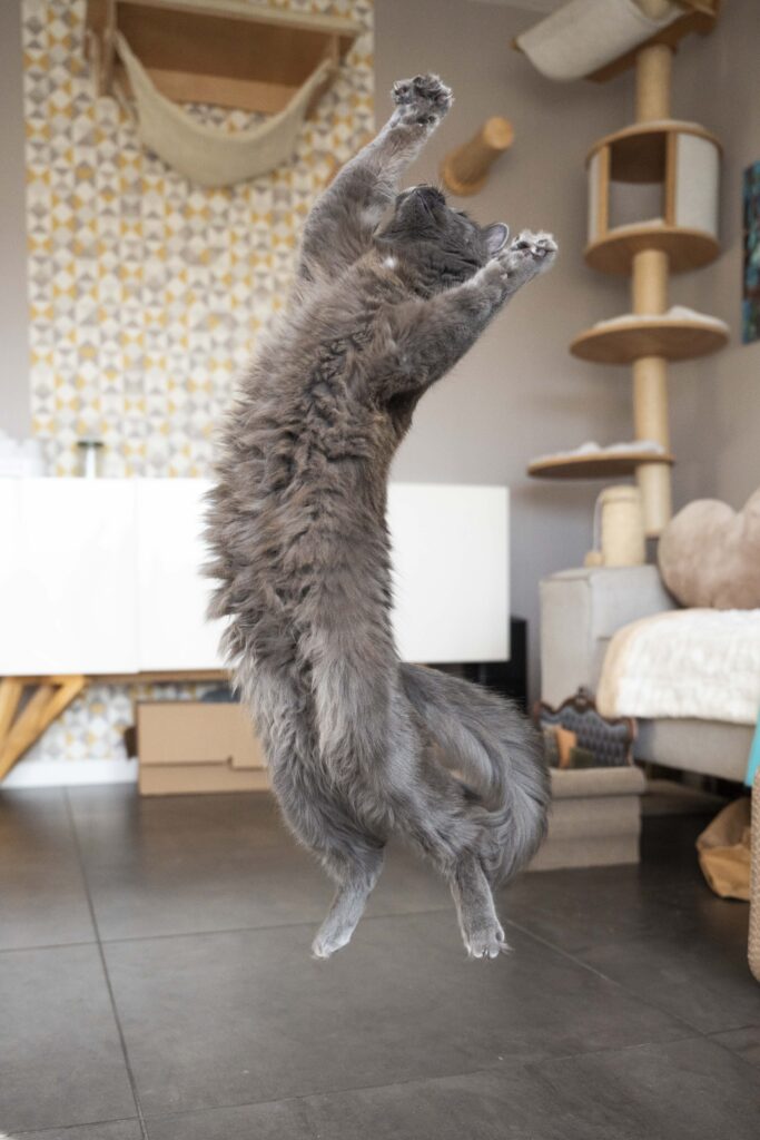 chat gris qui saute dans un appartement