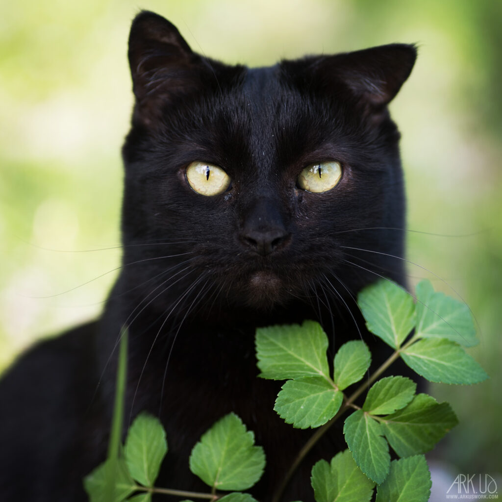 chat noir une oreille plié dans le jardin vert