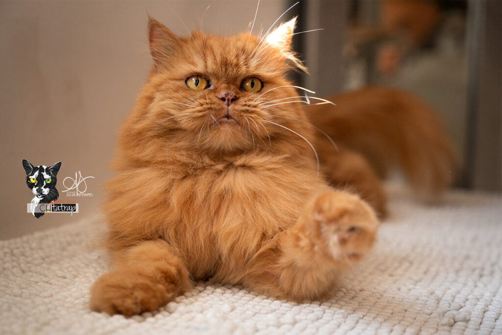 Photographie portrait d'un chat de type persan roux en lumière naturelle