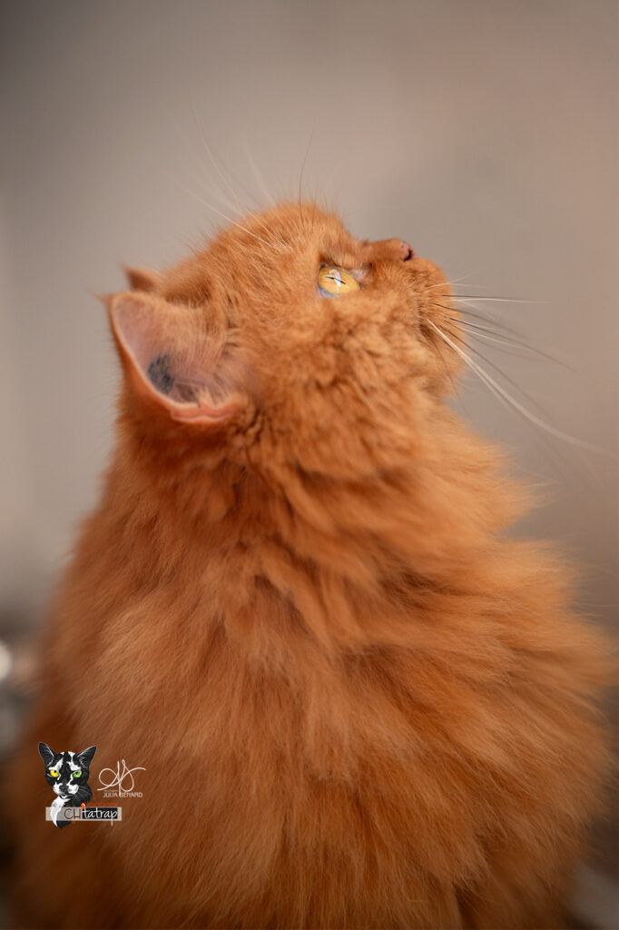 Photographie portrait d'un chat de type persan roux en lumière naturelle
