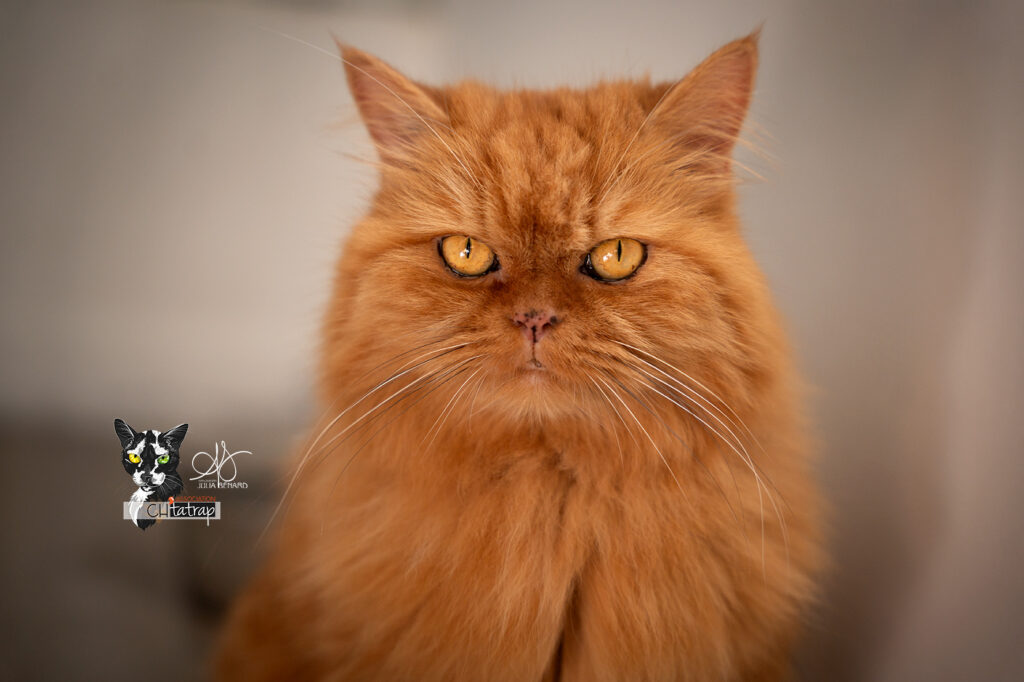 Photographie portrait d'un chat de type persan roux en lumière naturelle
