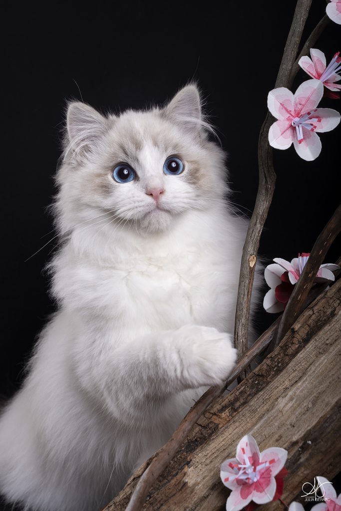 Chaton Ragdoll aux yeux bleus sur fond noir avec fleurs roses et tronc en bois